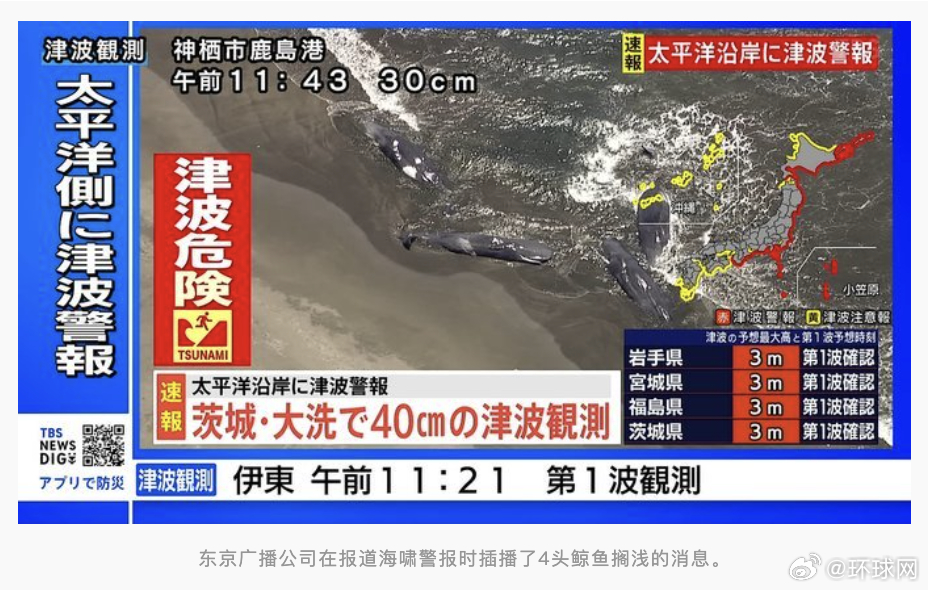 #日本一沙滩4头鲸鱼同时搁浅##日本4头鲸鱼同时搁浅被猜与地震有关#【日媒：千叶