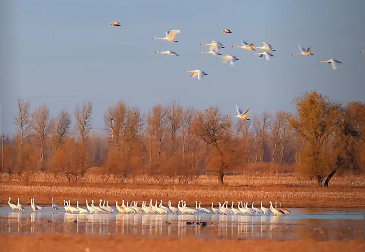 寒风刮残叶
大雁飞千行
四季转轮回
春风渡玉门