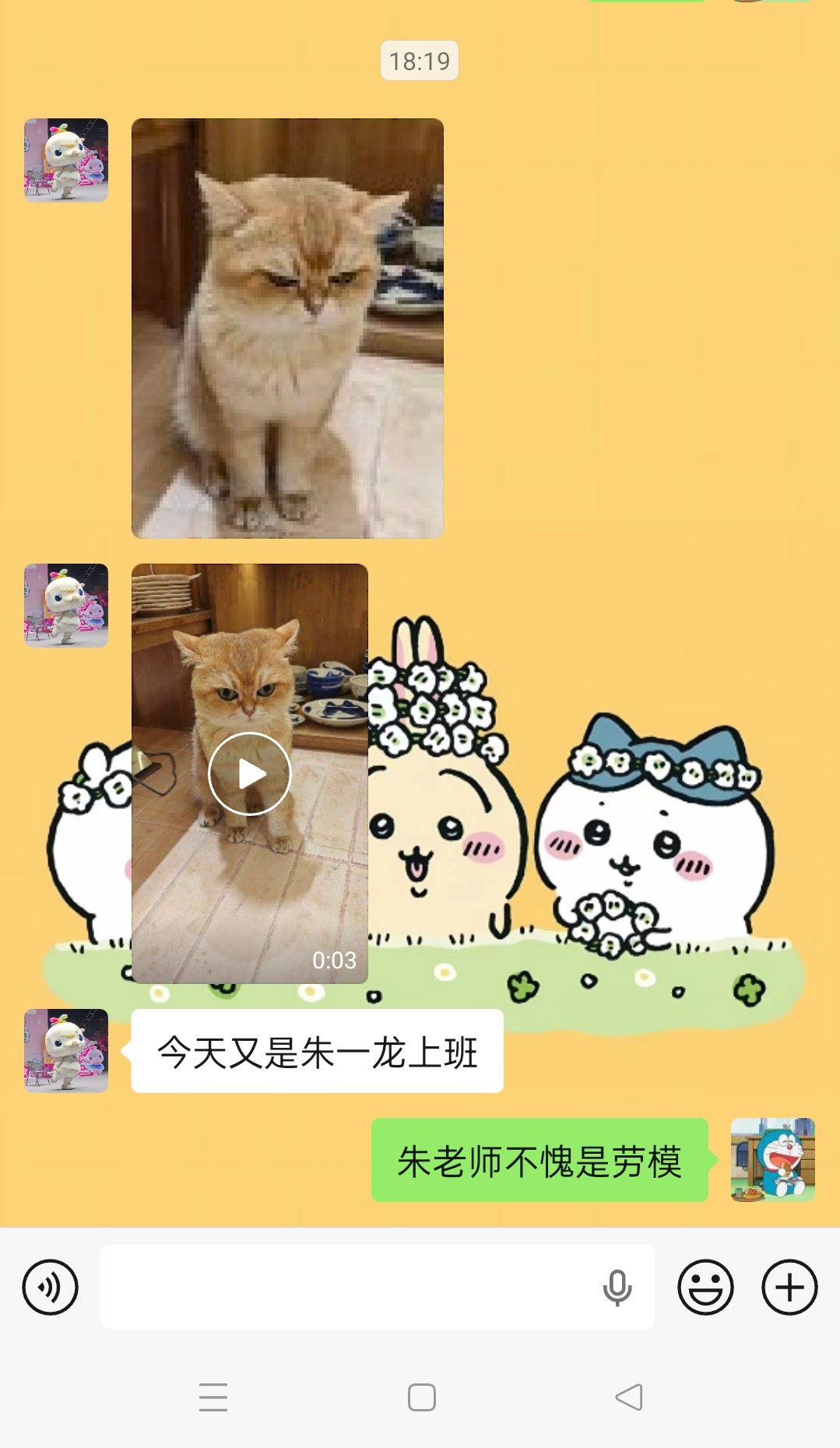 是的这只猫叫朱一龙 