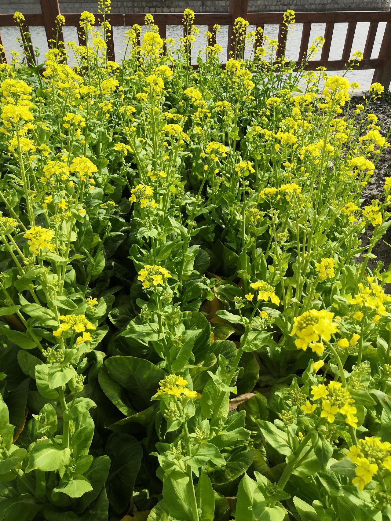 因此在一个村庄中，村民之间闹个矛盾纠分啥的，为此不说话，不关心，可是一但谁家遇上