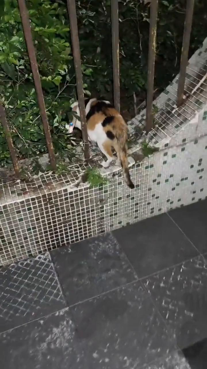下雨天你还会喂流浪猫吗？
下雨天您还会出门喂流浪猫吗？寒冷的凌晨又下雨，起床真是