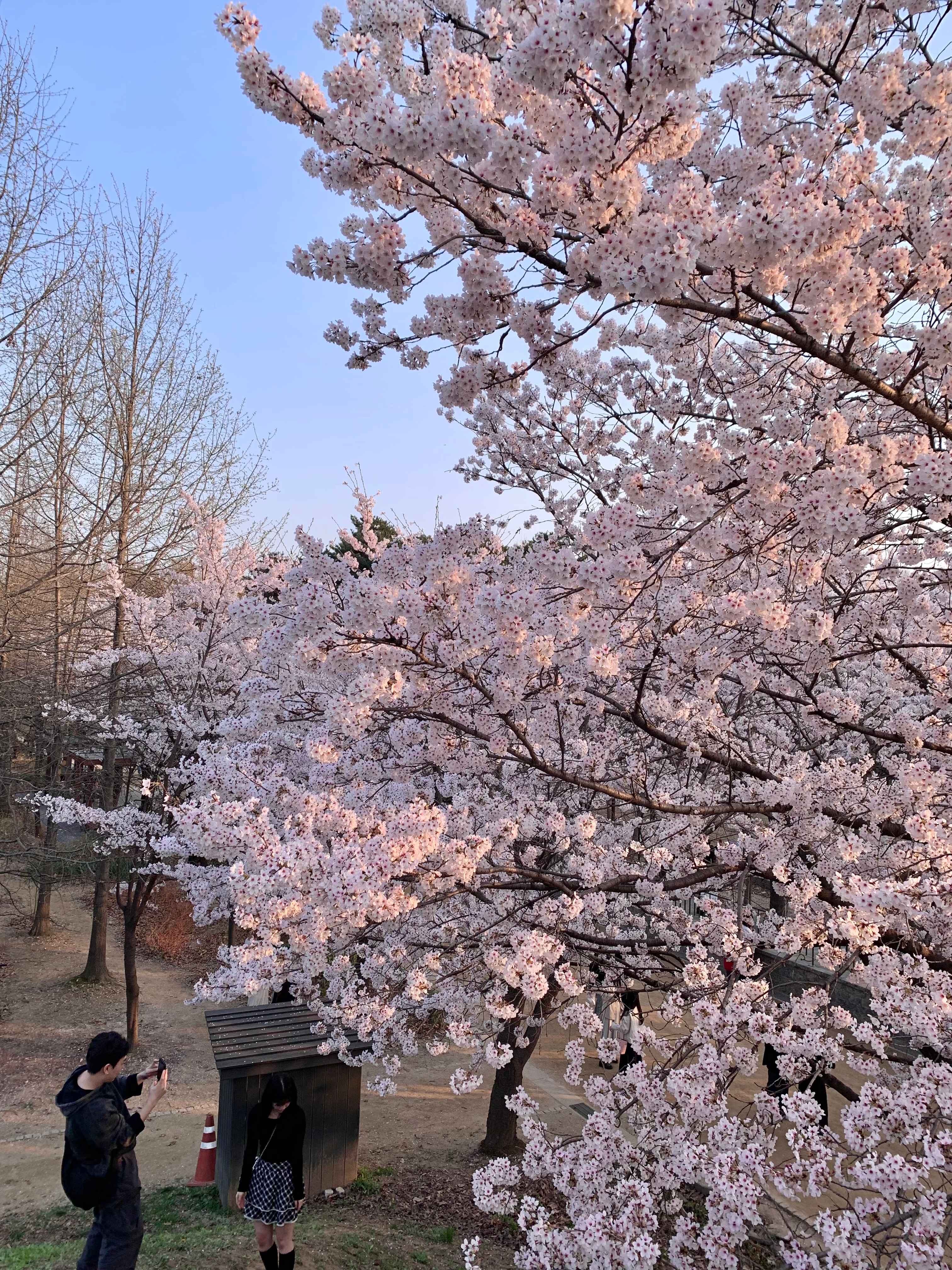 Lovely day🌸首尔林看到了sakura风一吹花瓣就哗啦啦落🍃真的好喜