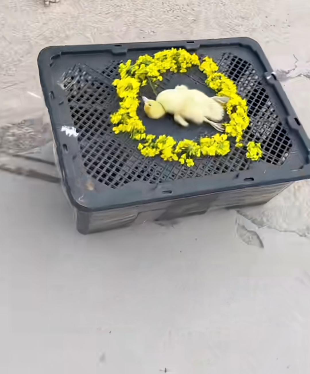 网友晒小朋友给心爱的小鸭子下葬，其他小鸭子也带上了白帽子！下葬队伍浩浩荡荡！[大