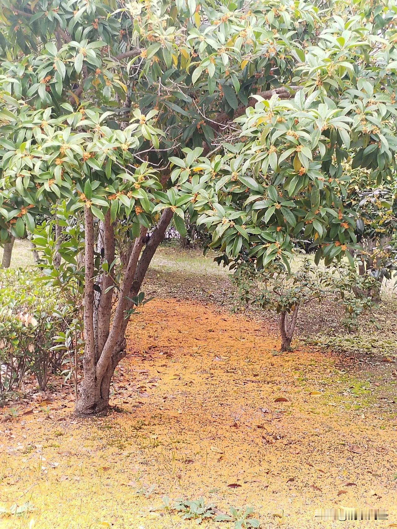 #分享一张随手拍的花。#
落地的花瓣，别样的风景。