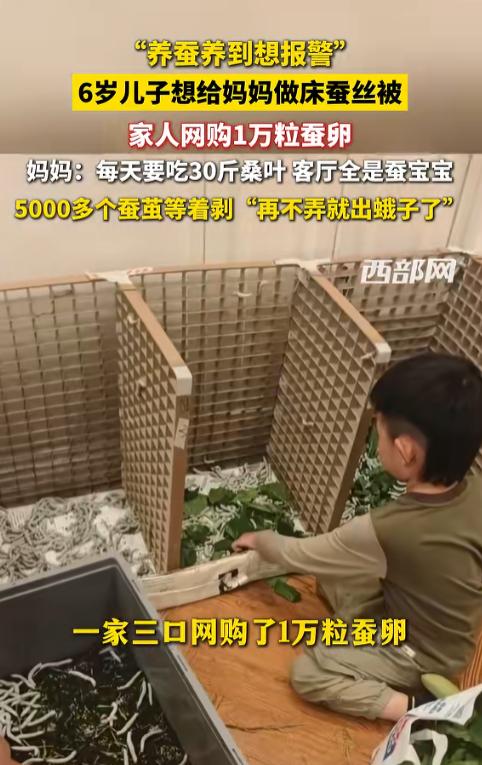 太疯狂了！武汉，6岁儿子一句想做蚕丝被，爸妈网购1万粒蚕卵，如今家里结了5000
