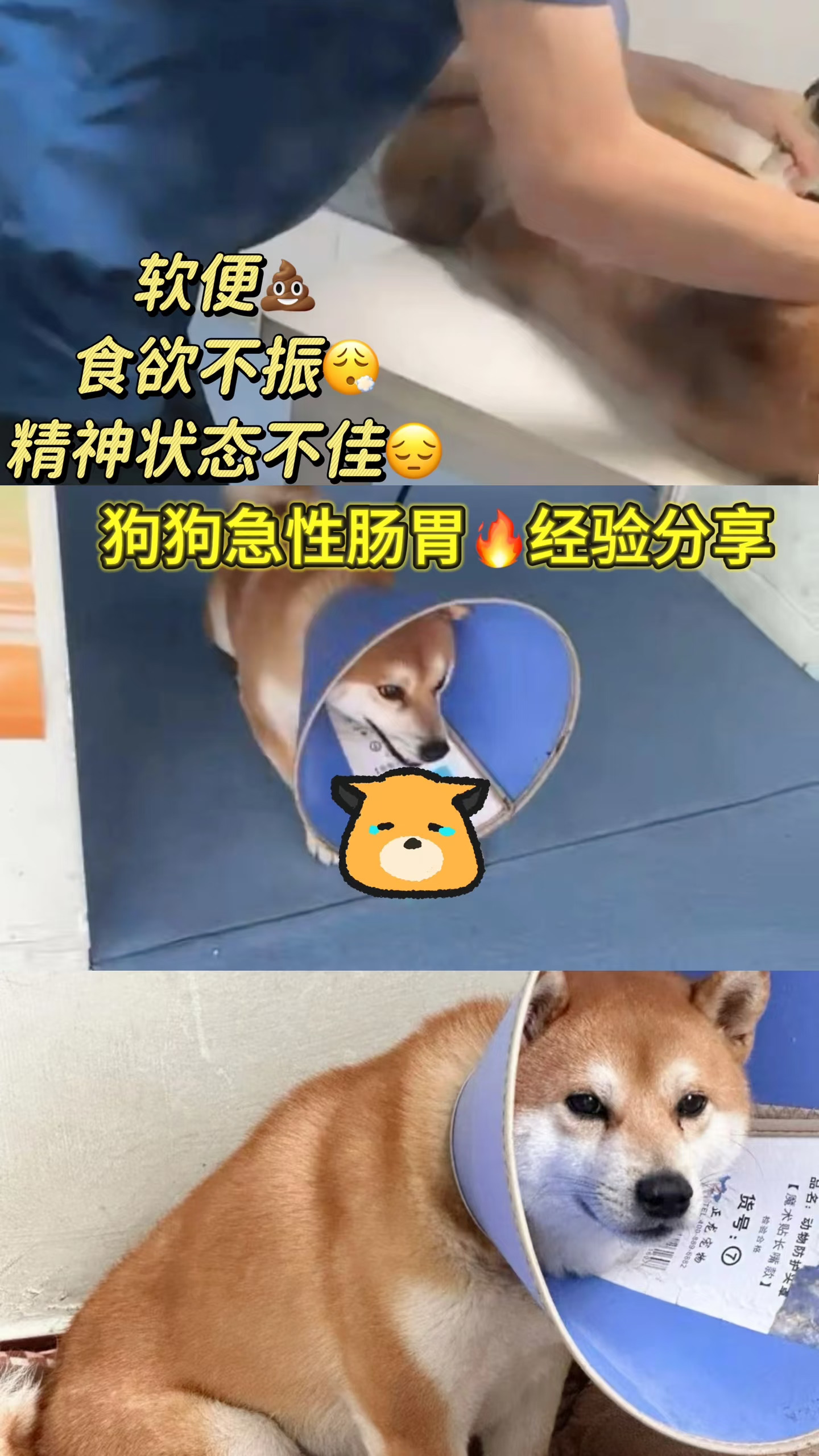 肠胃🔥小狗经验分享（已恢复）