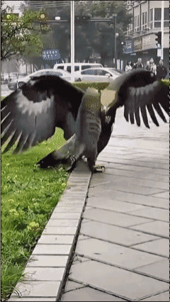 狸花猫大战老鹰🦅