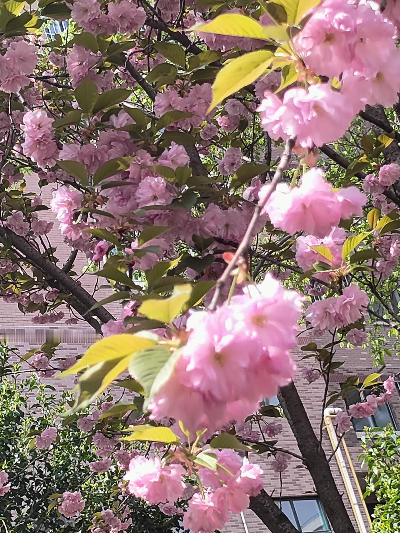 随手拍一树繁花春风漫过枝头，晚樱开得正好，粉云缀满枝桠，把寻常日子都染成了温柔的