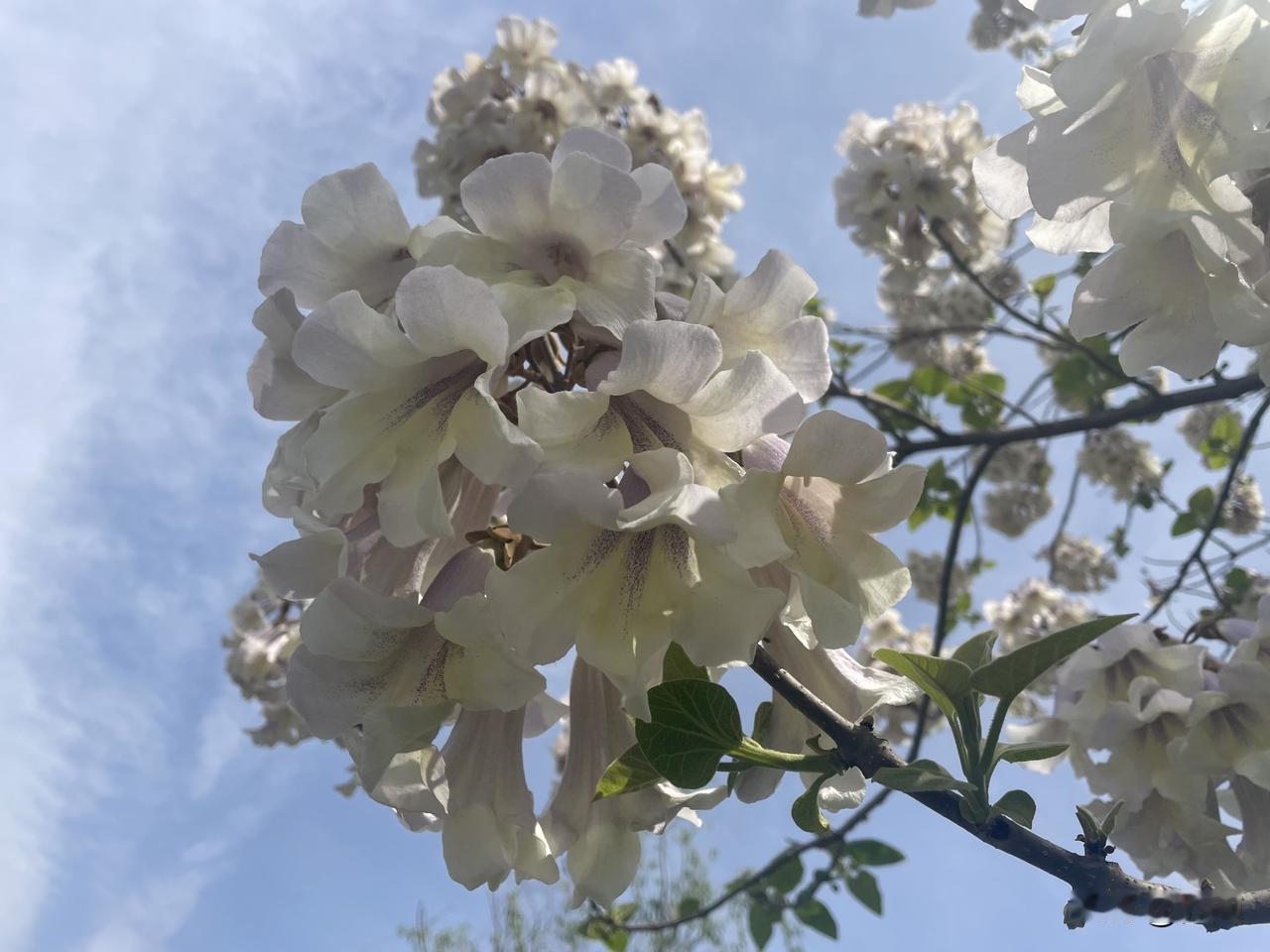 【七律•绿野春深恣纵苍】
绿野春深恣纵苍，梧桐趁势溢流芳。
鸦栖树杪织巢紧，蜂坐