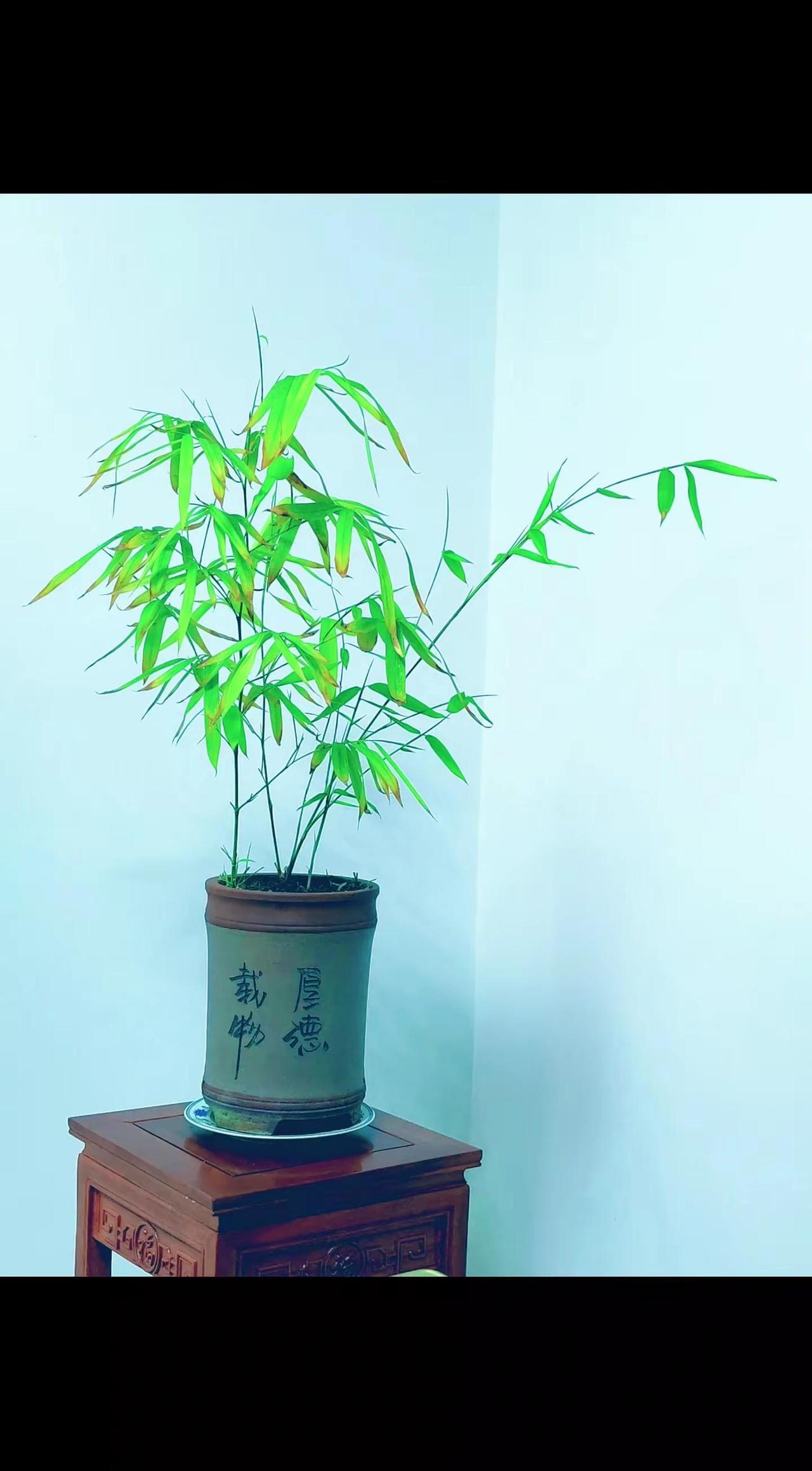 秋雨初歇，槛菊渐寒。麻雀叽喳，泥燕担草檐。看万里长空，落日孤圆。豆影扶摇，翠竹倚