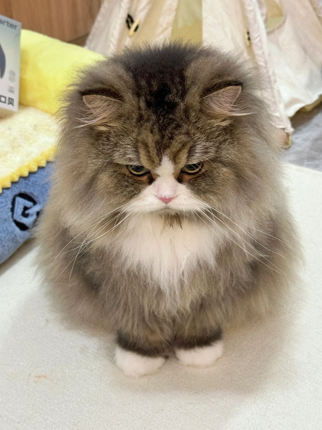 和矮子猫打架输了