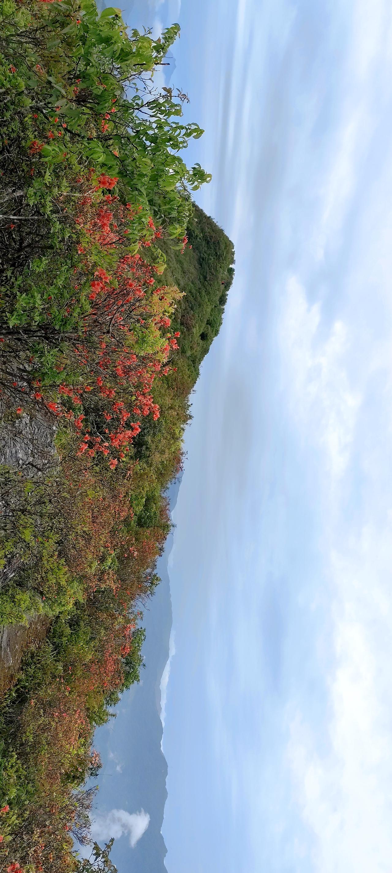 【❤️飞虎行旅照片】
镜头里的山河与岁月
盛开杜鹃花的普禅山
时间：2026年5