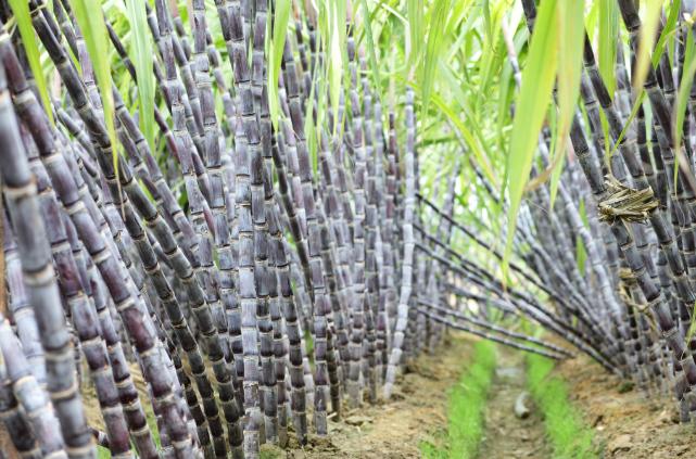 全球15大农作物及主产国

联合国粮食及农业组织（FAO）2024年数据显示，全