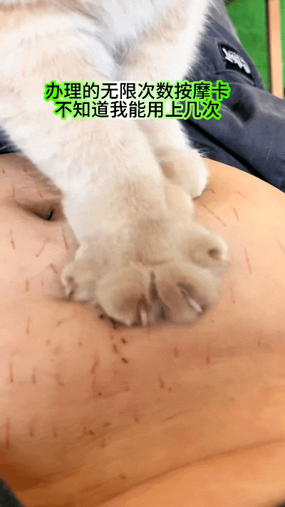 哎呀，看完这视频我又想笑又心疼！这小猫是被惯得一点没边儿了，在主人肚皮上踩奶跟开