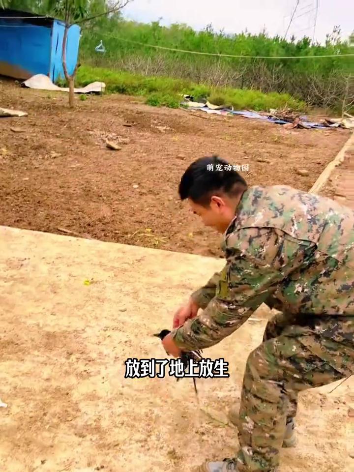 喜鹊洗澡，好运连连。
这是大哥用镜头记录下的暖心一幕。大哥在自家农场干活时，发现