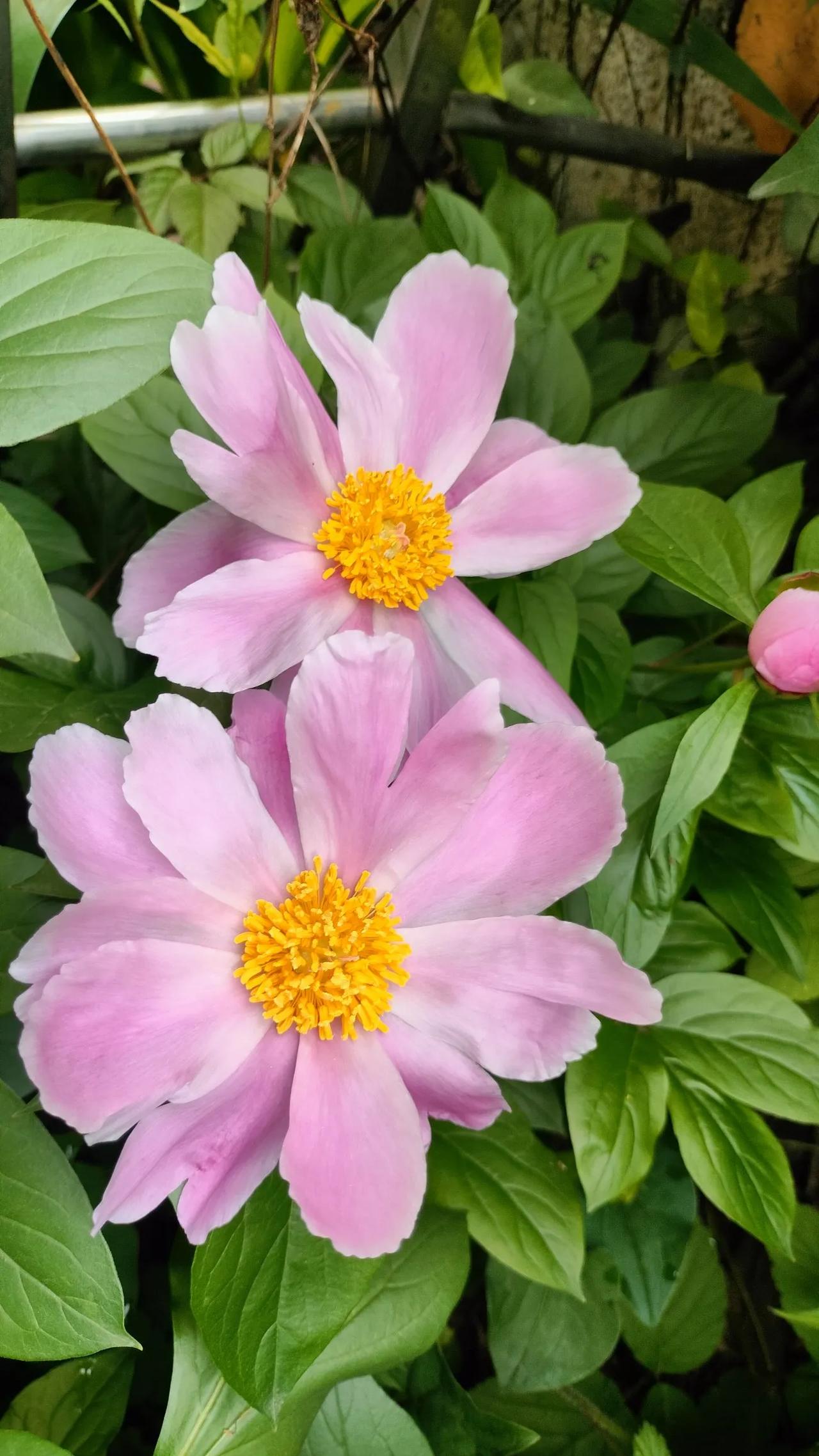 种花要有耐力。花农说，芍药需栽种两年，方能开花。我亲身体验后，深以为然。种下后静