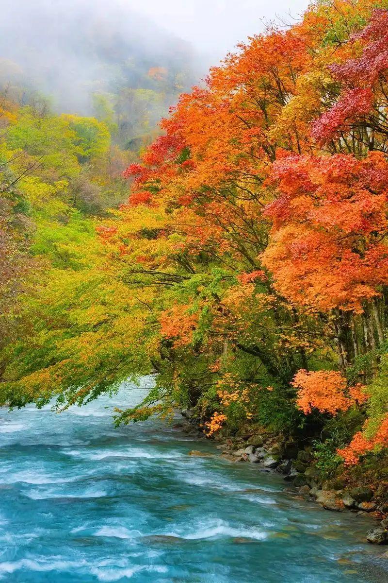 不过银杏也有它无可替代的美——那种纯粹到极致的金黄，配上古寺、老墙或一条铺满落叶