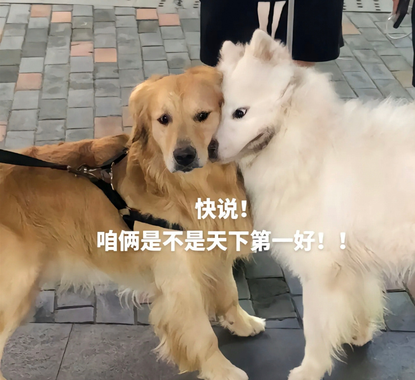 刚还了10月份的花呗，发现我的投影仪是21年10月买的无息分期了24期[裂开]所