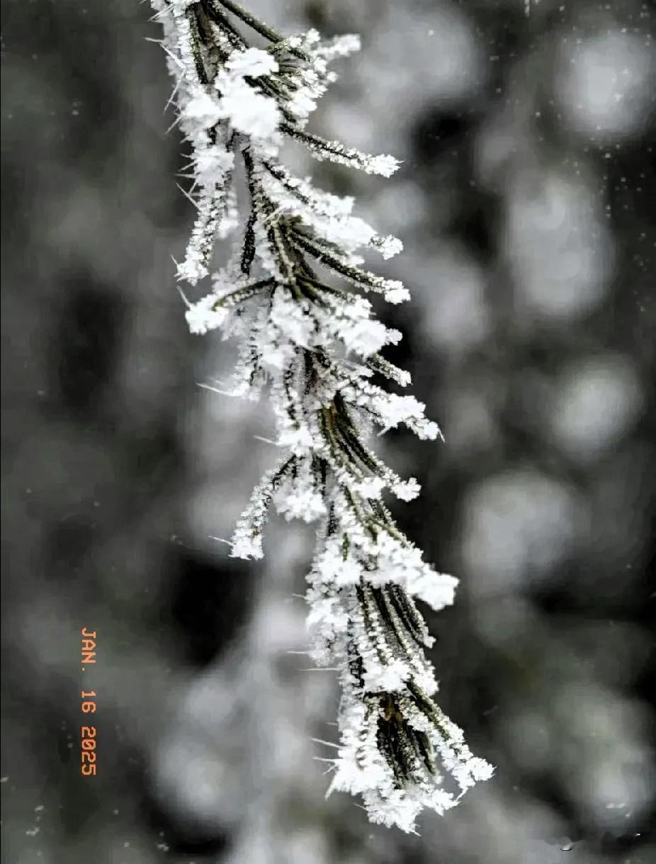 冬雪清清清冬雪。