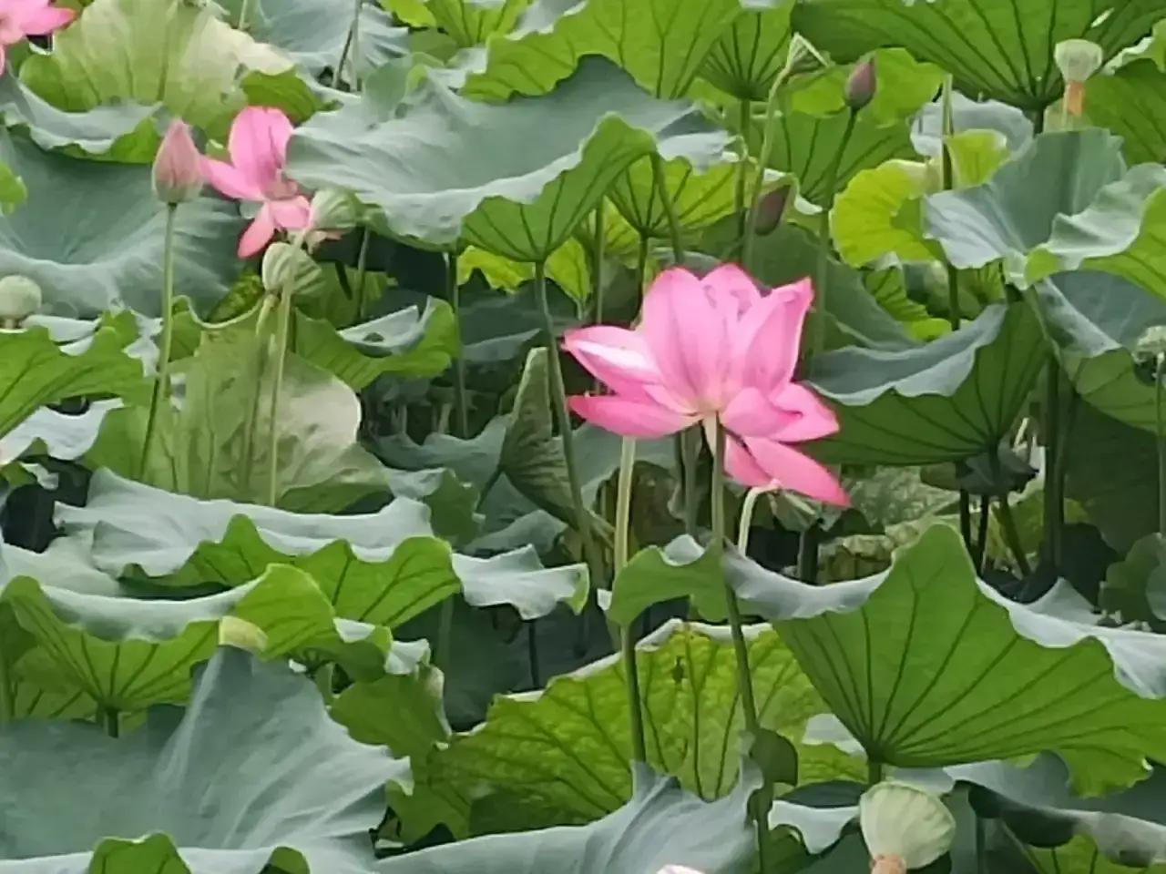 杭州是座美丽的城市，一年四季都有鲜花盛开。最寒冷的天气里有着腊梅给我们带来温馨，