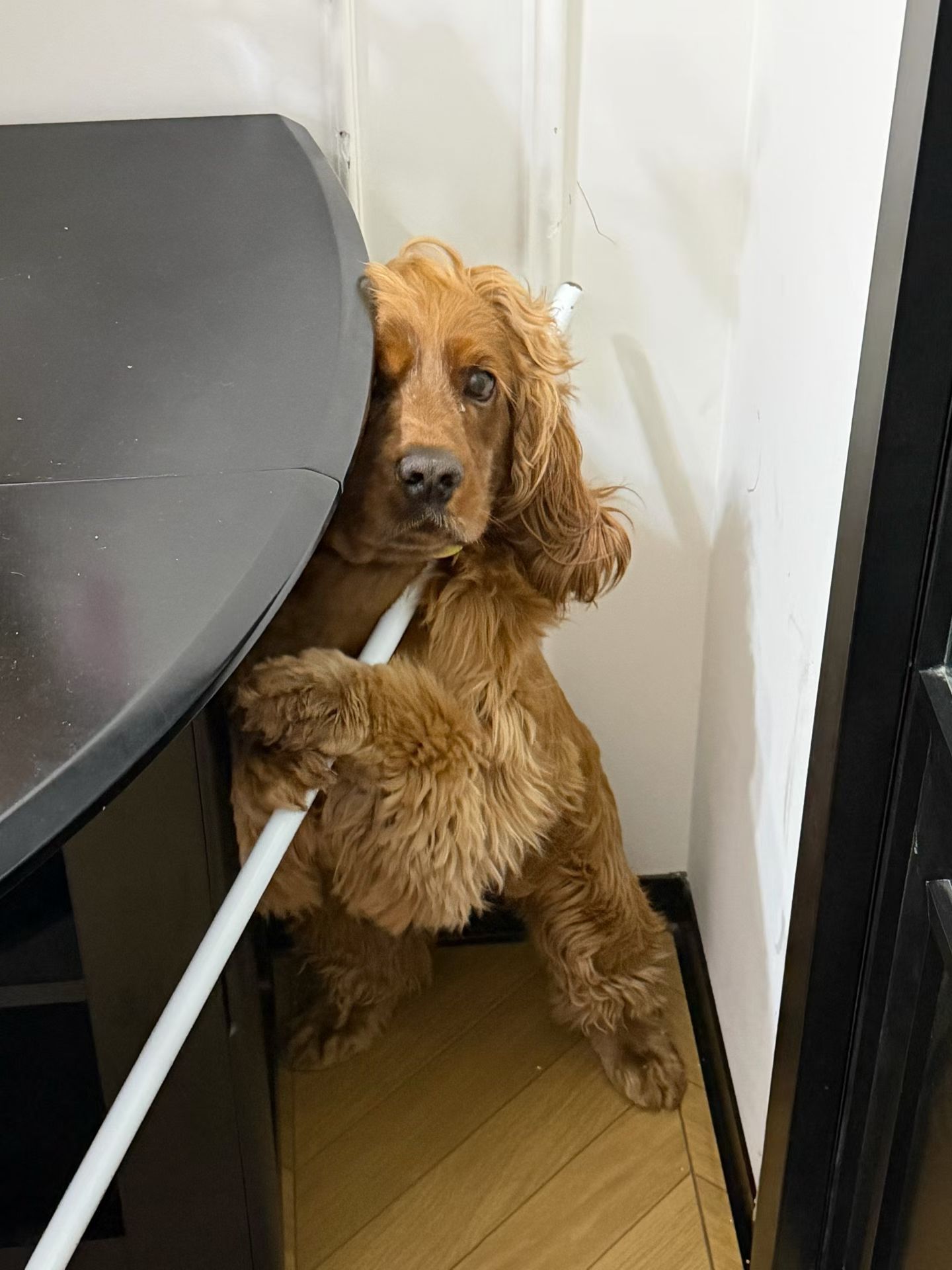 小狗又犯错了🥲 