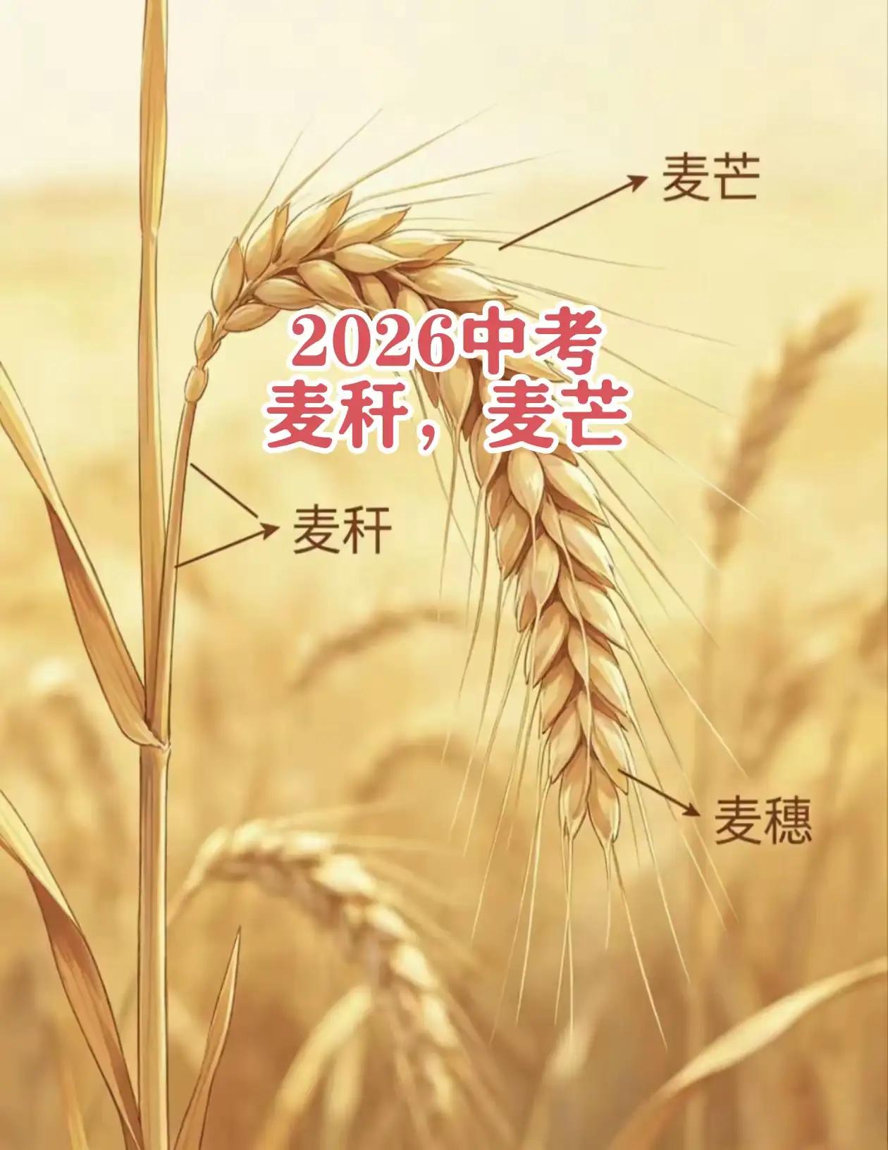 2026中考一道题揭示了现在孩子的短板，有的家长骂出题难，为农村孩子送分。其实现