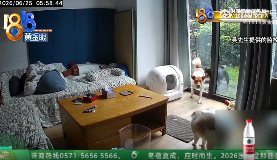 近日杭州西溪新城市小区发生了一件荒唐又痛心的事。
业主吴先生家里养了一只布偶猫，