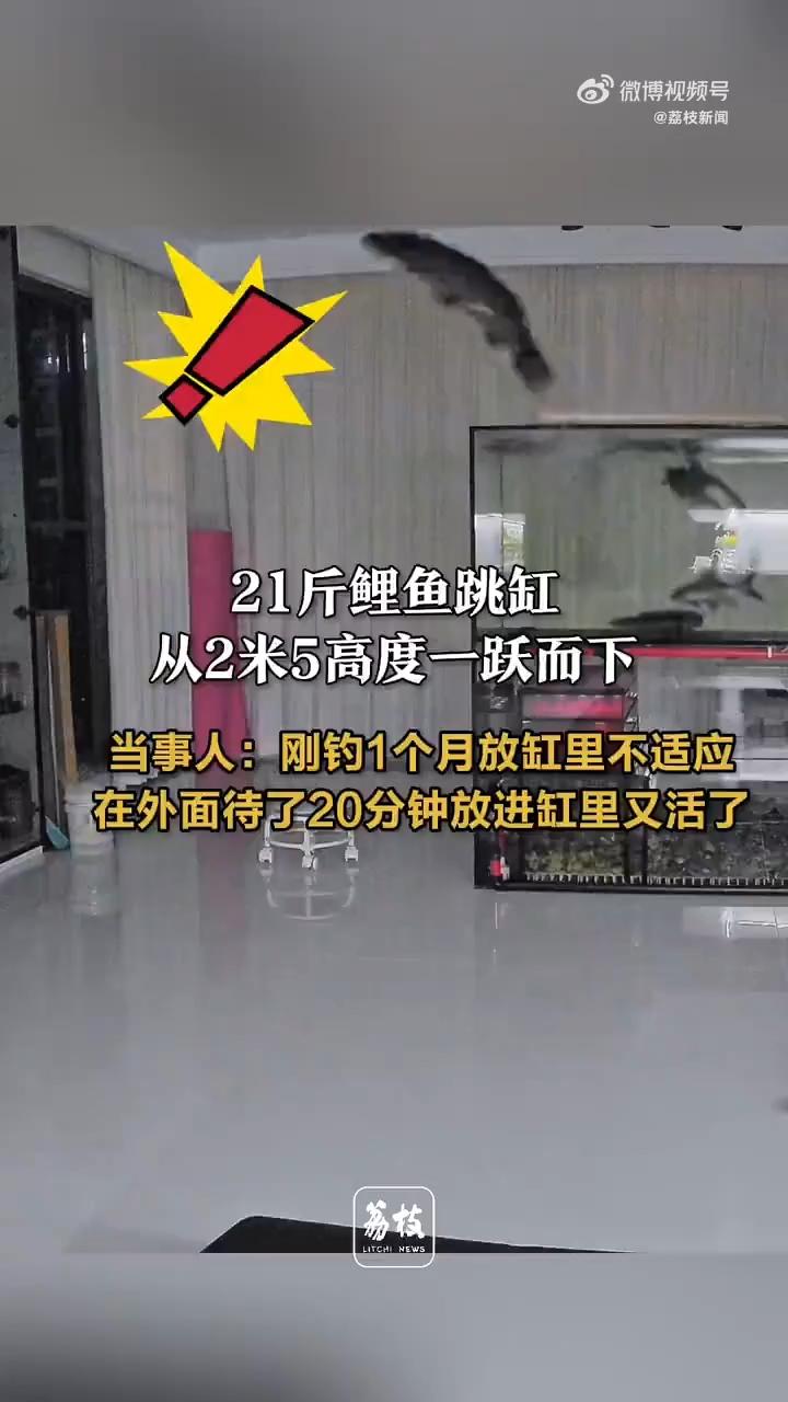 活久见！9月8日，湖南怀化，一男子将钓到的21斤大鲤鱼带回家饲养，结果鱼应激了，
