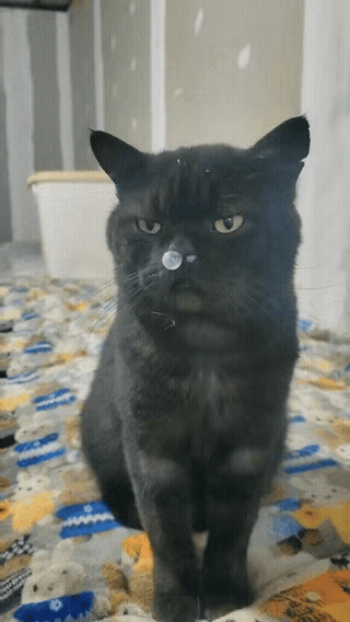 都来围观猫咪感冒名场面！蔫蔫缩成球，鼻子抽抽还打喷嚏，委屈巴巴又好笑[笑哭]