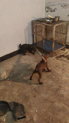 “互联网喷子”具象化 