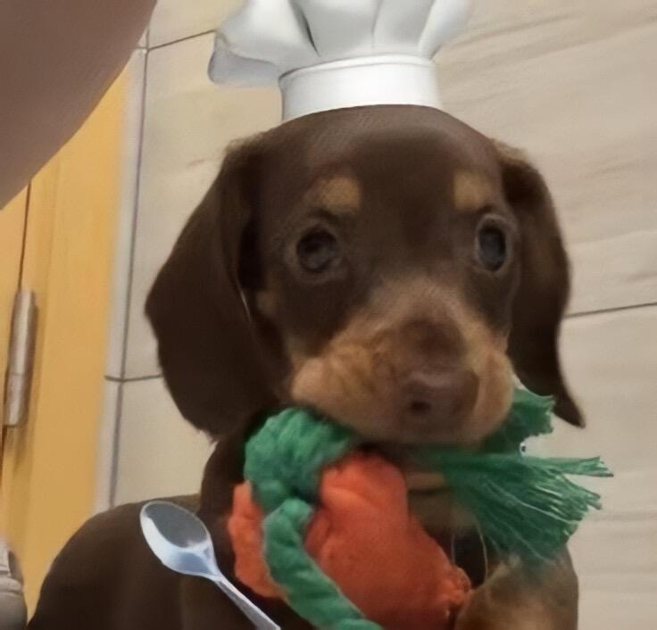 小腊肠🐶🌭 ​​​