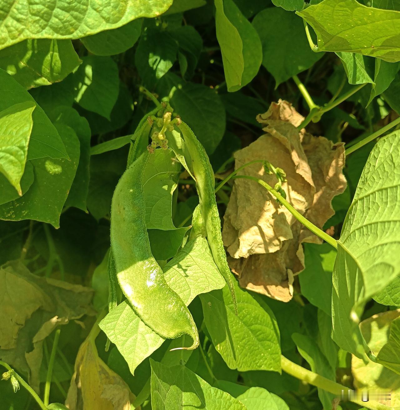 扁豆角的食用注意哪些问题？
你问我答
今天看到我家唯一的一棵扁豆角结了好多，请问