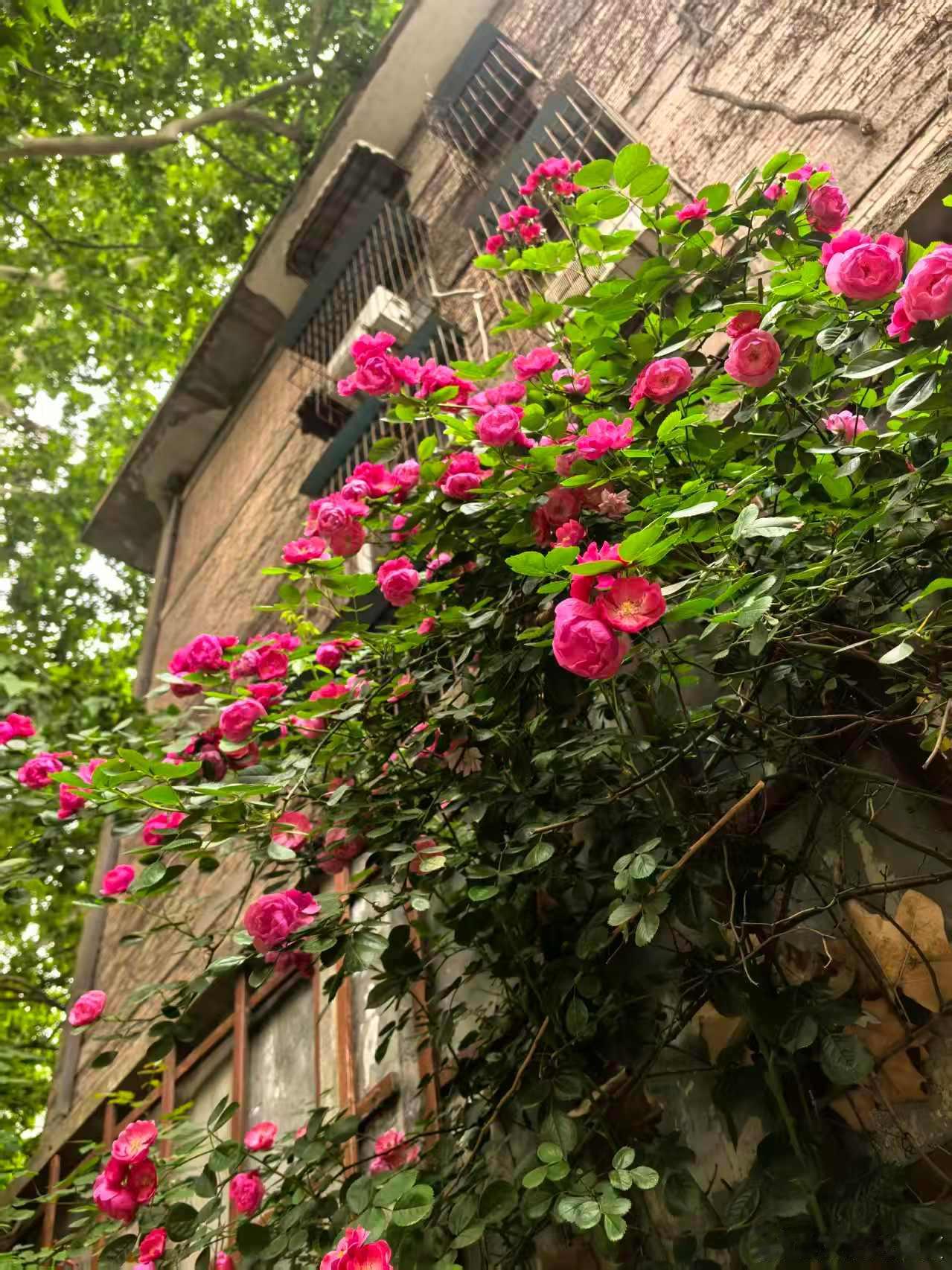 旧墙藏诗意，蔷薇漫清风～寻美中国🌸寻美河南