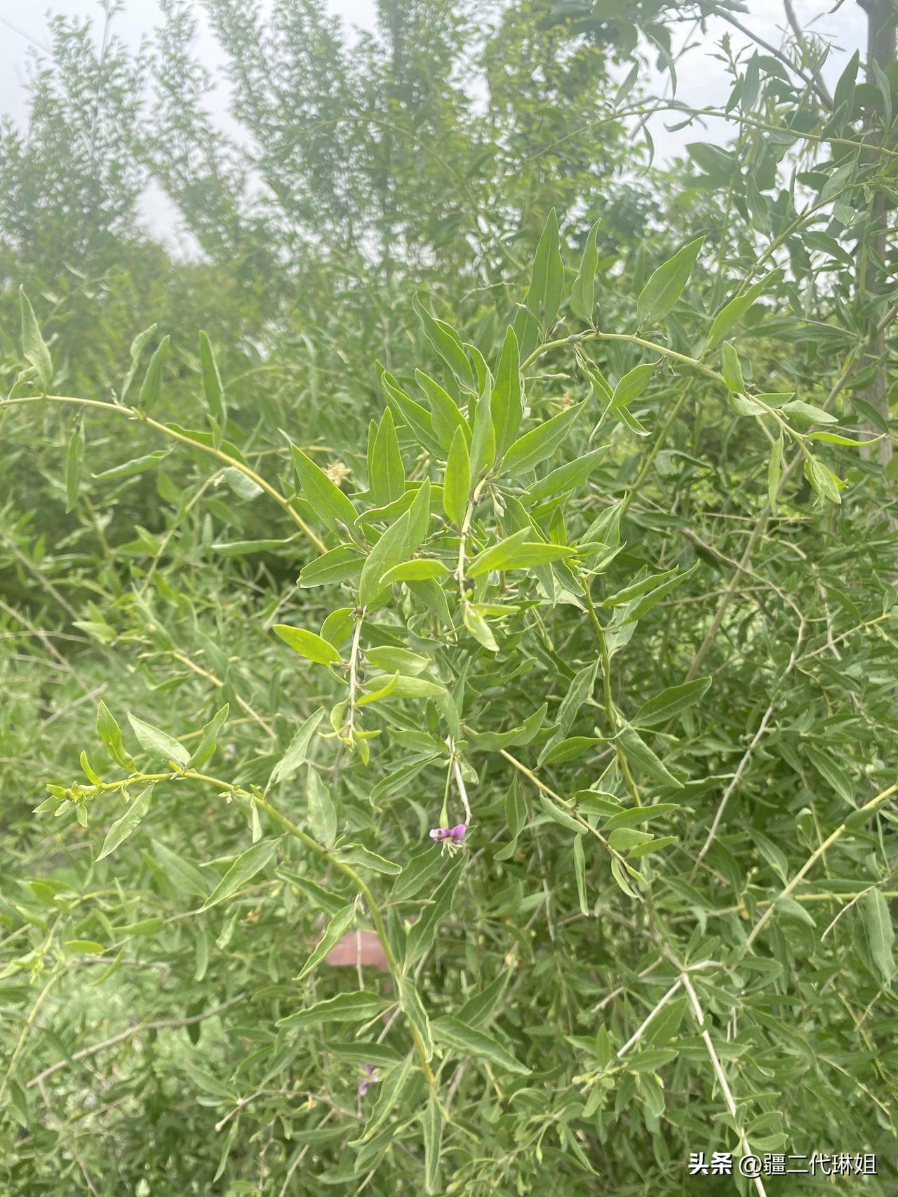 我今天在野外捡到宝了，看到了一丛丛的野枸杞，而且还有很多的嫩枸杞芽，有的从根部地