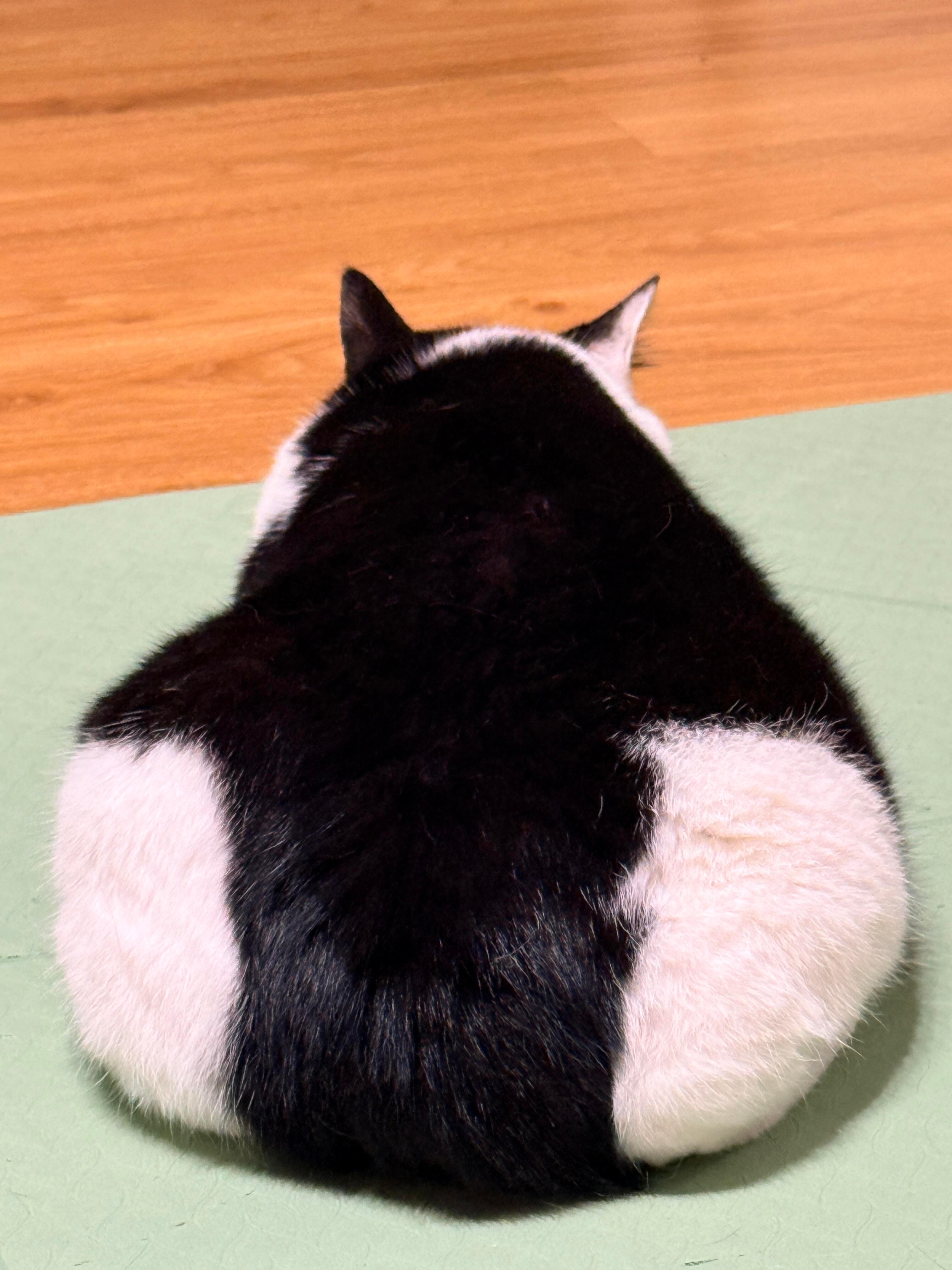 小猫怎么穿丁字裤！ 