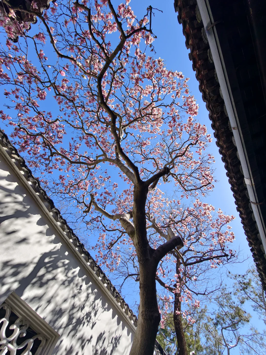 听劝！苏州的春天一定要留给网师园粉玉兰！