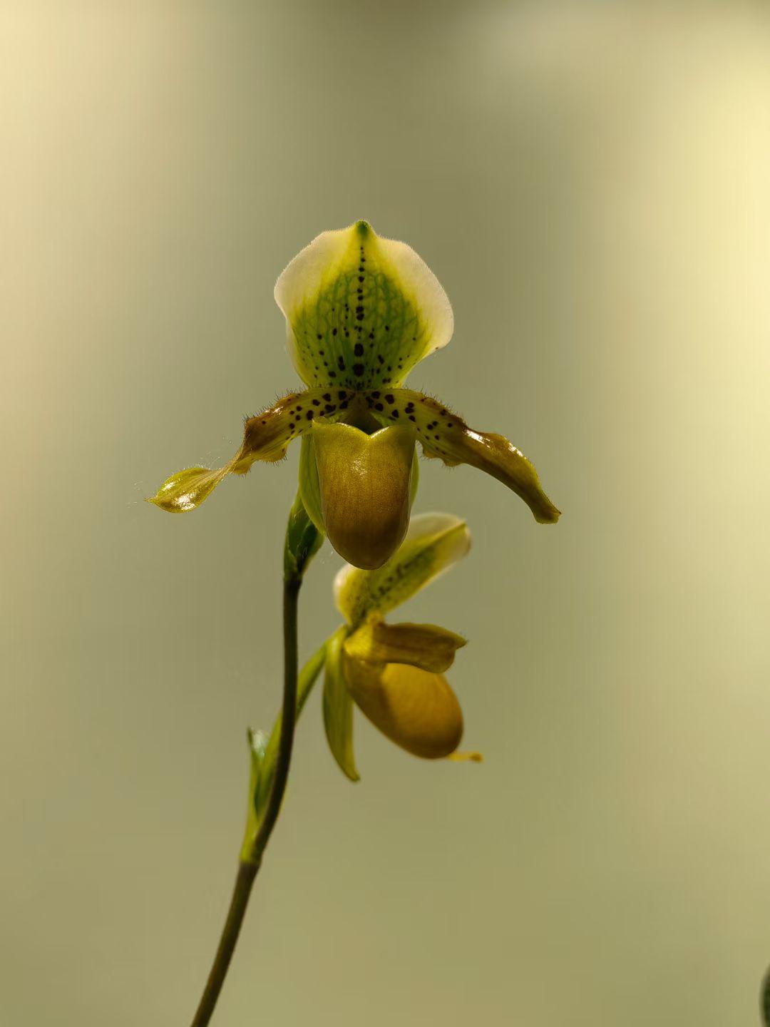 兰花中的爱马仕，每朵花都有个兜 —— 兜兰