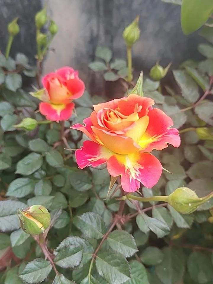 这又是啥情况？基因改良品种吗？这样的玫瑰花是啥情况？