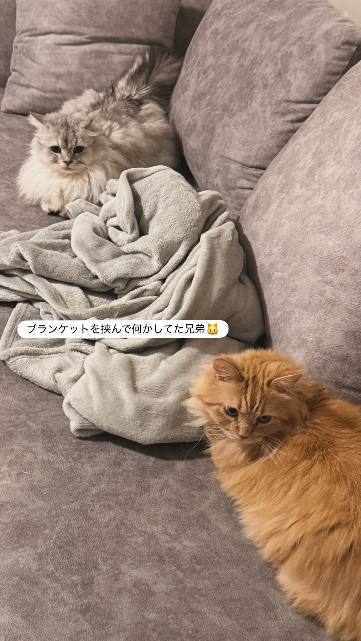 岩本蓮加　れんかぐらむ