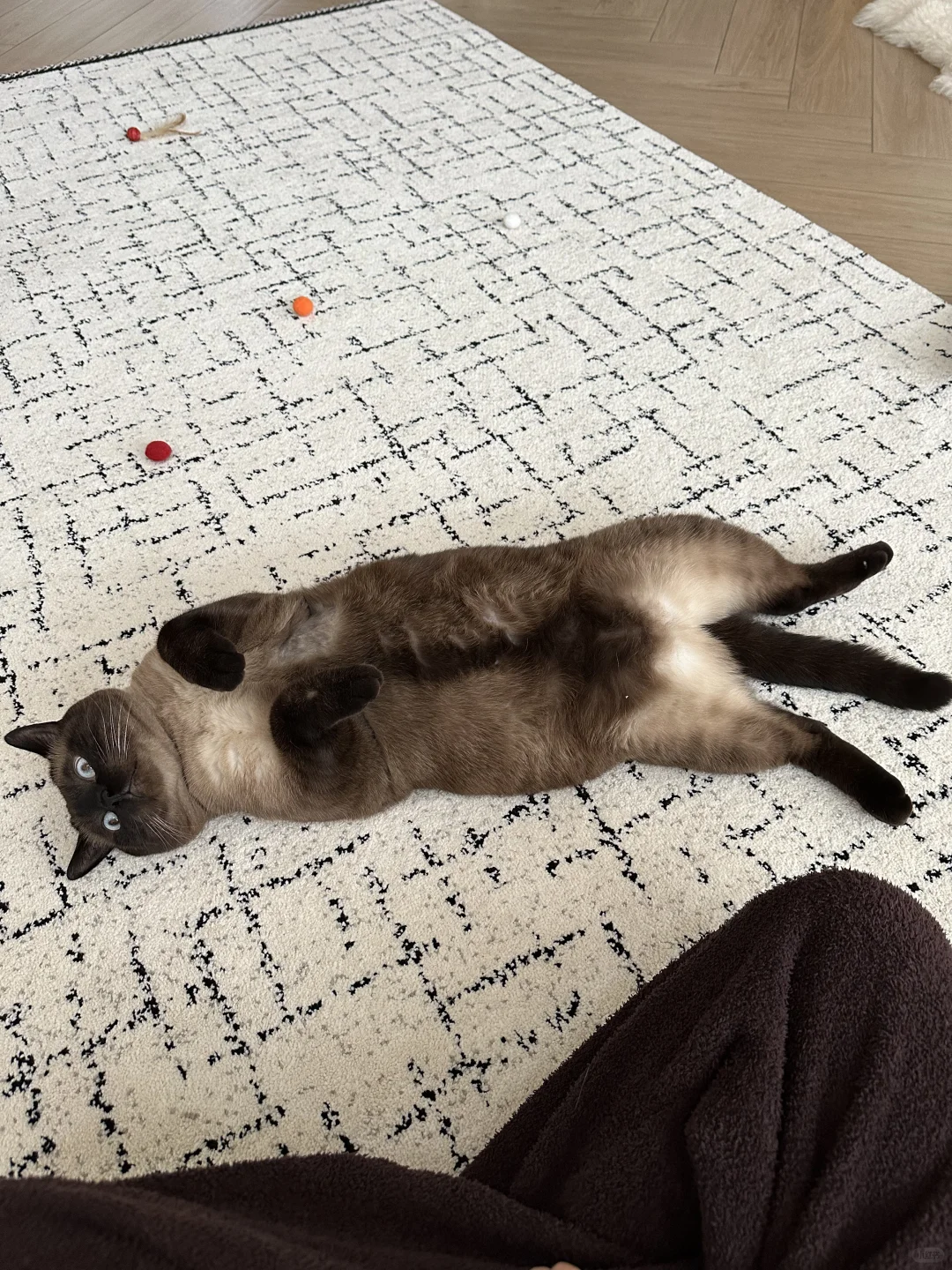 不要给暹罗猫剃毛，否则你会得到一只小黑猫