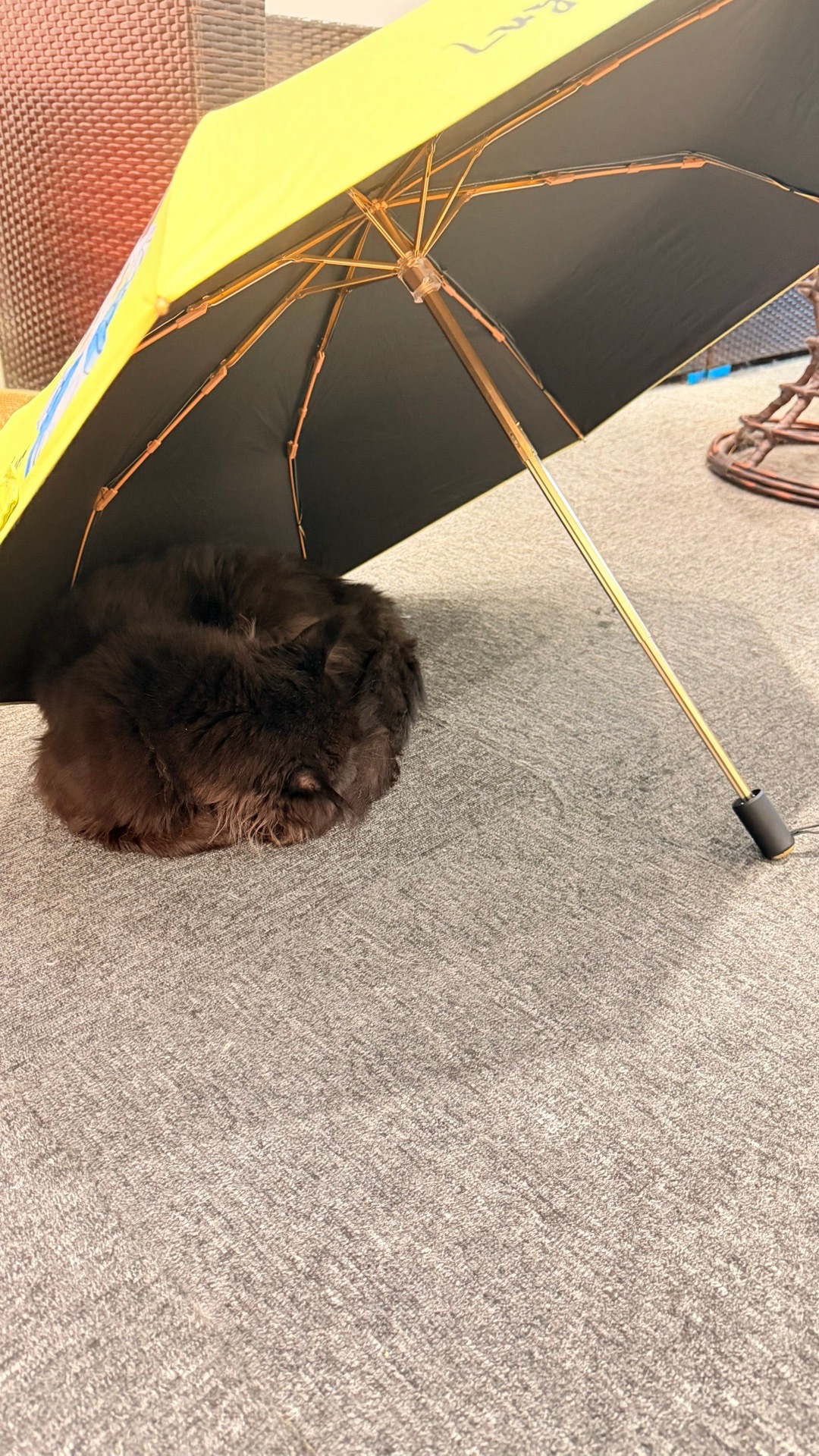 伞下长了一只小猫咪。 