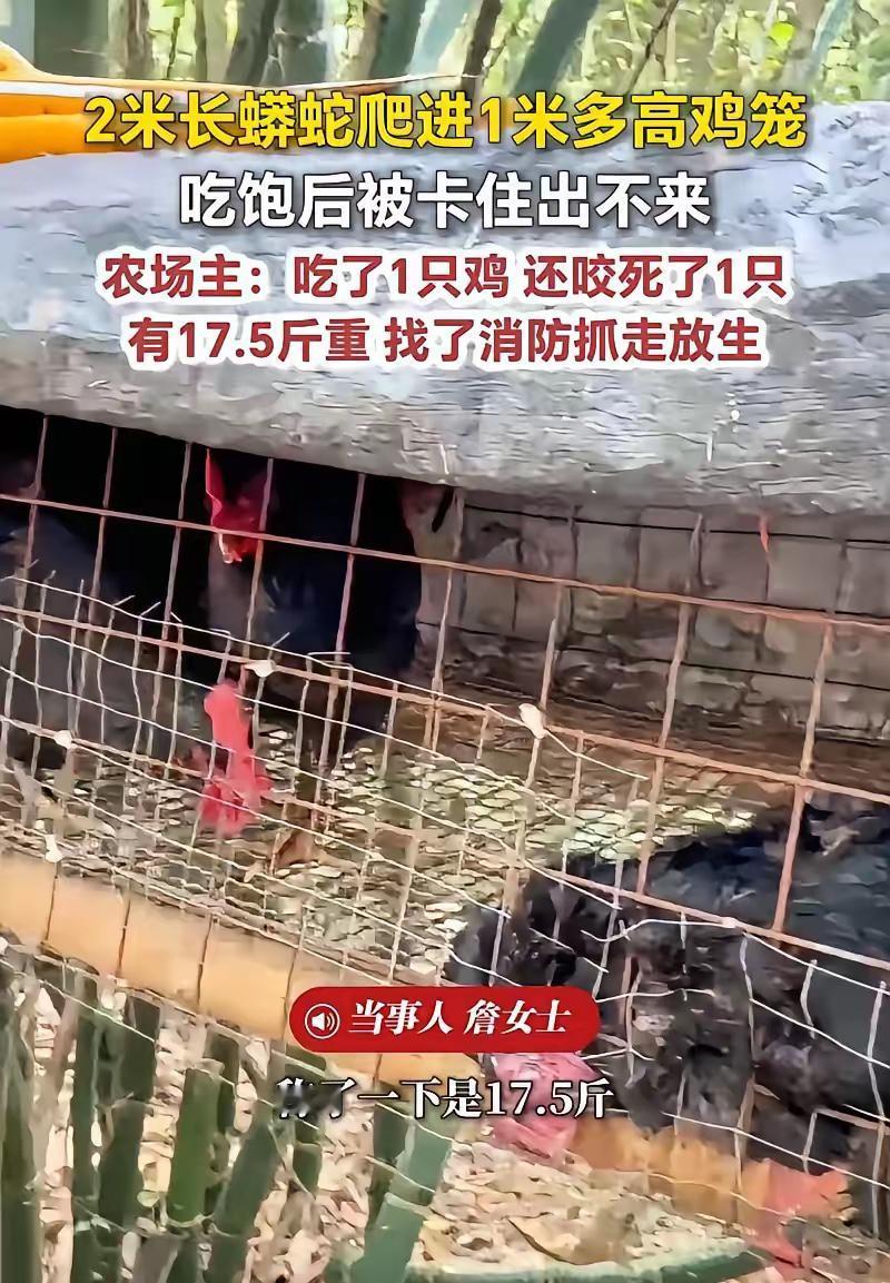 福建，一女子在上山搞养殖，早上来喂鸡时，一到地方就发现地上躺着一只鸡，已经被咬死