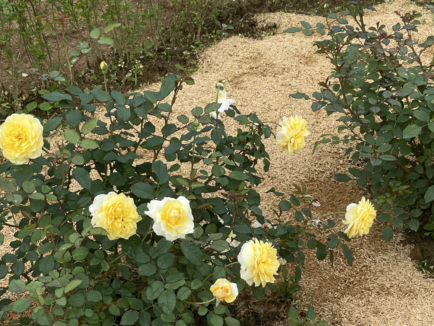 奥斯汀月季地栽三个月对比