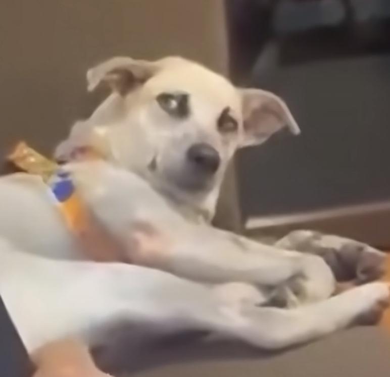 既让韭菜们成长，又不让韭菜们活的太久，以便以最低的投入持续不断的割菜，你猜这是不