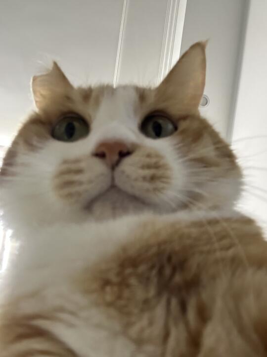 人，你可以靠在咪的胸膛