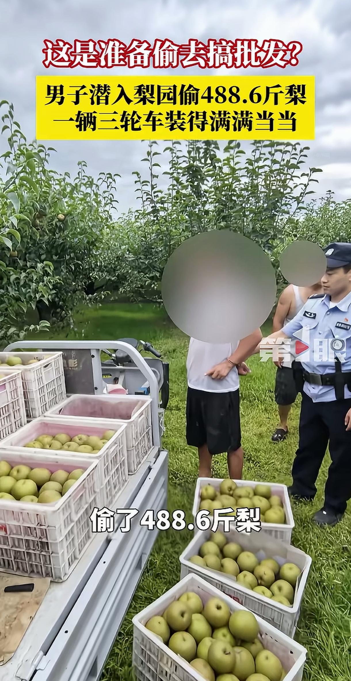 有的人偷水果，只是为了品尝味道，多吃几个也无伤大雅。这位可不是小偷了，那是盗贼，