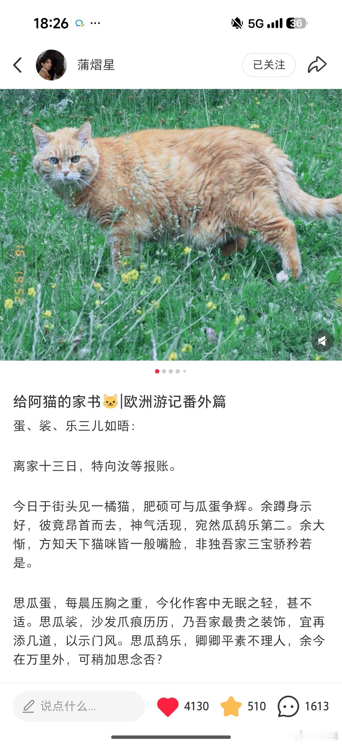 写给三瓜的情书💌江海万里，心念家猫，便不觉遥远。 