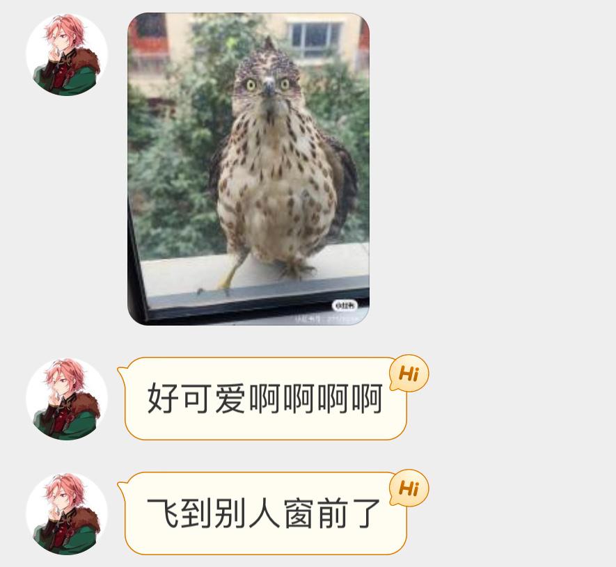停落在窗户外面的【凤头鹰】一脸懵逼👀 ​​​