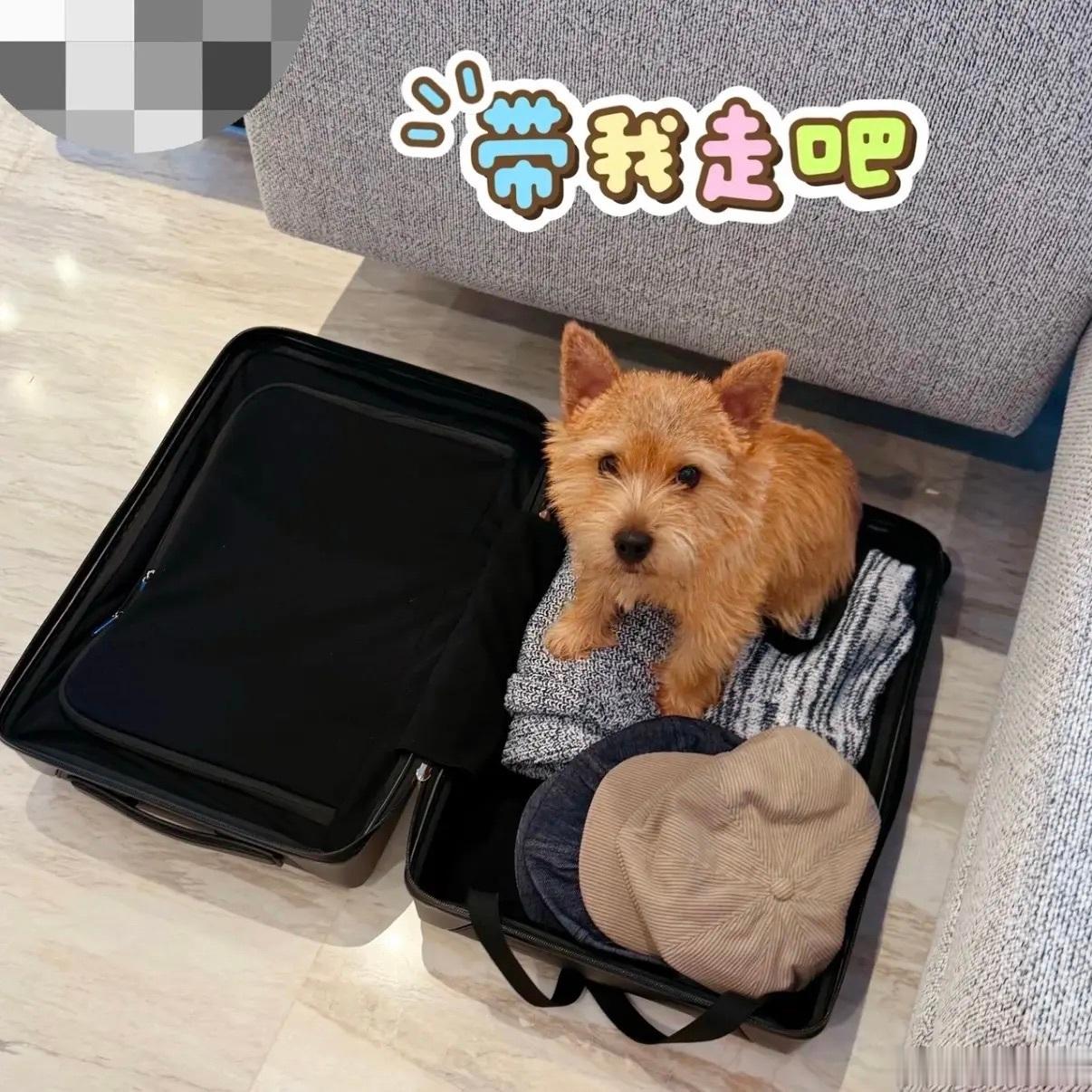 黄景瑜的小狗闪耀米兰失败黄景瑜带小狗夏天公主闪耀米兰！怎么样！勇敢的小狗先享受世