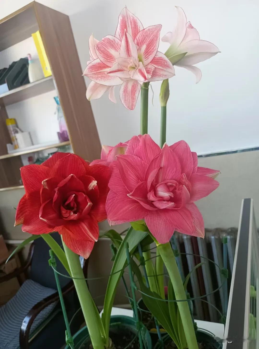 我的糖果仙女又要开花了，看来不管是花还是人，还是要长得壮实啊！

本年度，这个糖